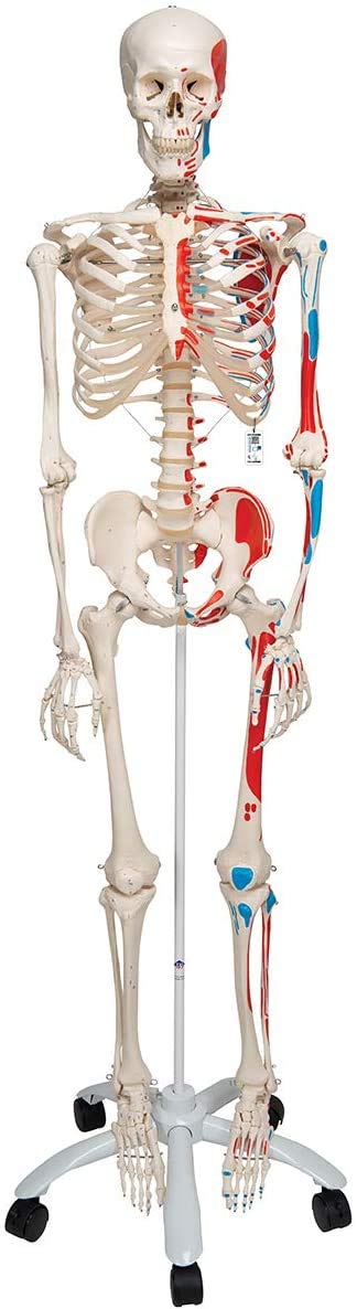 مدل تشریحی اسکلت انسان 3B Scientific Human Anatomy Skeleton Max - با نمایش عضلات و شماره گذاری - اندازه واقعی، از جمله برنامه آناتومی رایگان