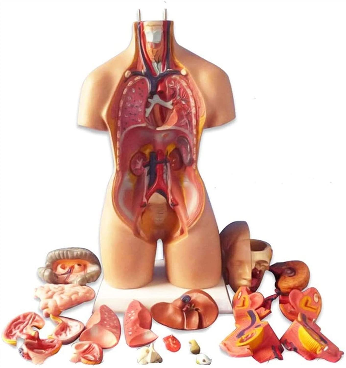 الگوی تشریحی نیم تنه انسان 28/45/55 سانتی متر، مدل بدن انسان آناتومی، مدل مونتاژ آناتومیکی چهاربعدی اندام های انسان برای آموزش مدرسه، 45 سانتی متر