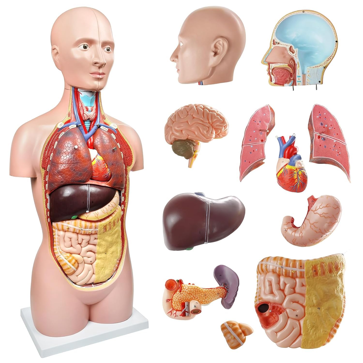 مدل تشریحی بدن انسان EVOTECH SCIENTIFIC، 12 تکه قابل جدا شدن 33 اینچ (85 سانتی متر) مدل آناتومی تنه انسان با مدل اسکلت مغز جمجمه سر قلب، سن 14 سال به بالا، نمایشگر آموزش پیش دبستانی